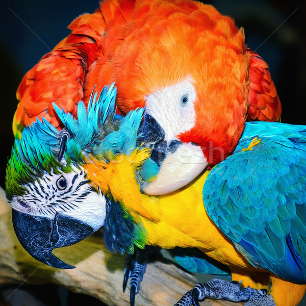 Macaw Parrots Stock photo © SRNR