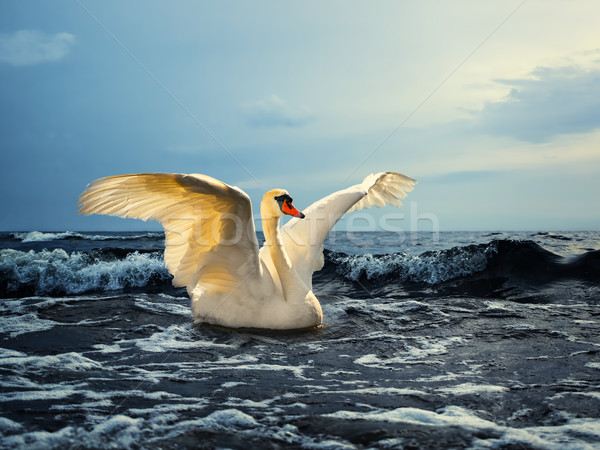 Cygne belle blanche ailes mer ciel [[stock_photo]] © SRNR