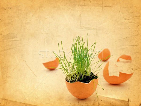 Pasen vitaliteit groen gras groeiend ei shell Stockfoto © SRNR