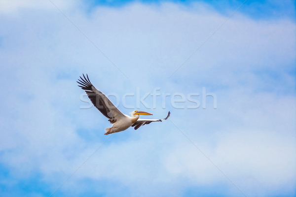 Flying Pelican in the Sky Stock photo © SRNR