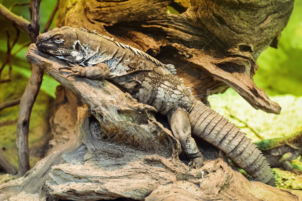 Iguana animale lucertola scale selvatico fauna Foto d'archivio © SRNR