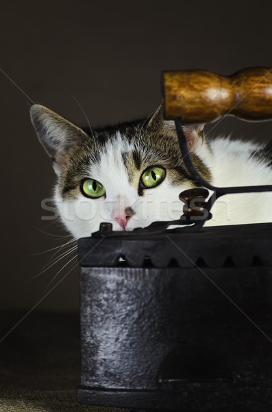 Gato ferro gato doméstico ocultação atrás velho Foto stock © SRNR