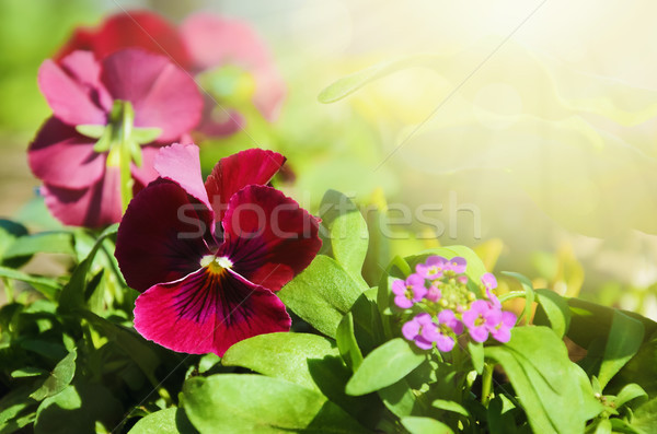 Pansy Stock photo © SRNR