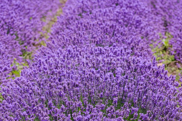 Lavender Stock photo © SRNR