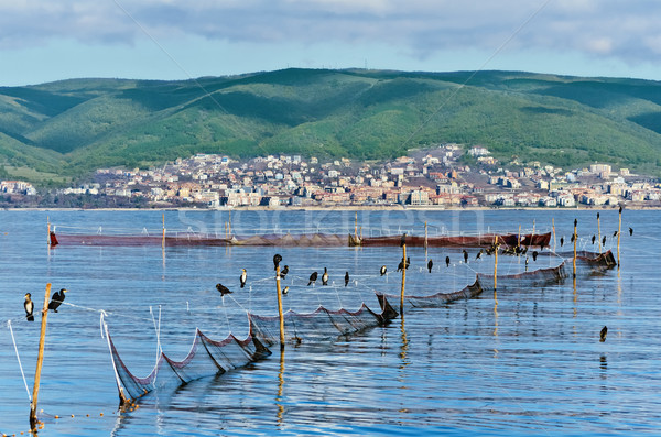 Cormorants on fishnets Stock photo © SRNR