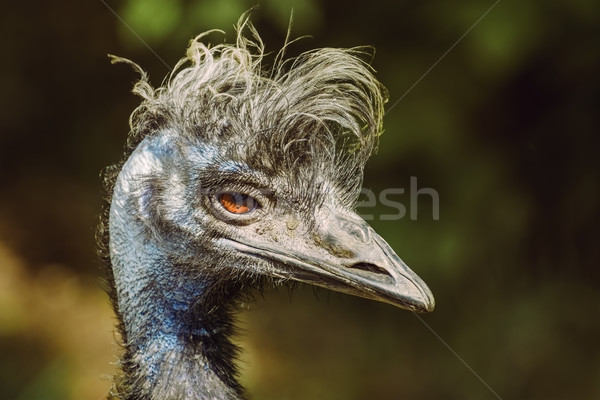 Portrait of Emu  Stock photo © SRNR