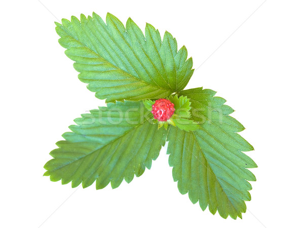 Green strawberry leaves with red  strawberry against the white background  Stock photo © SRNR