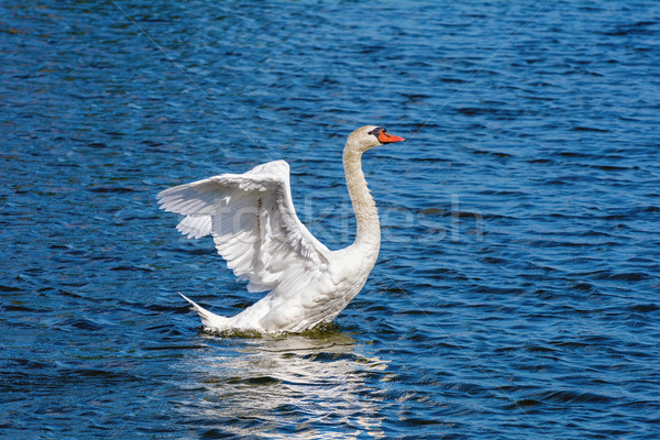 Swan Stock photo © SRNR