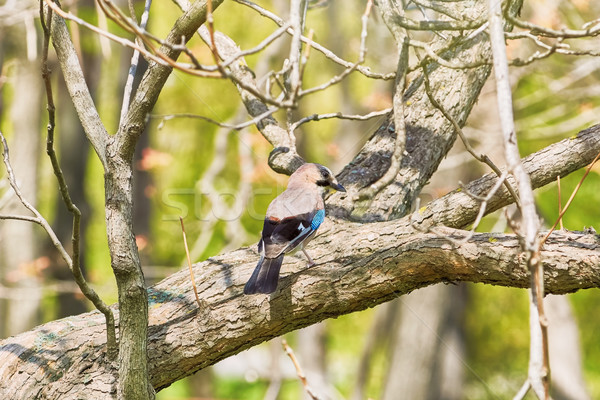 Eurasian Jay on the Tree Stock photo © SRNR
