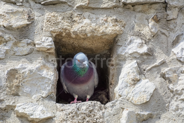 鳩 屋根裏 ウィンドウ 古い建物 建物 鳥 ストックフォト © SRNR