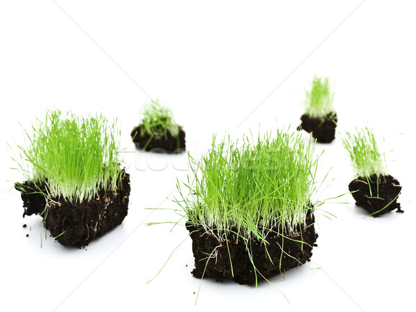 Herbe verte coloré croissant sol île [[stock_photo]] © SRNR