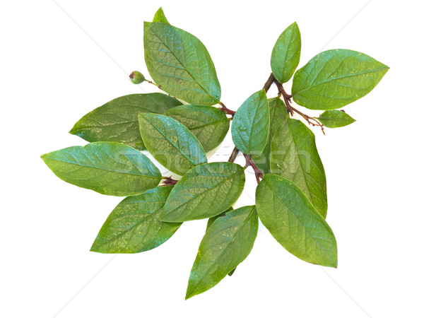Single green branchlet against the white background Stock photo © SRNR