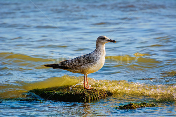 Sea Gull Stock photo © SRNR