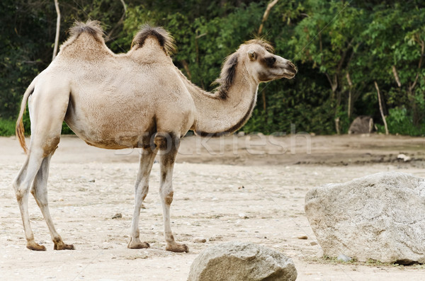 Camel Stock photo © SRNR