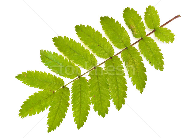 Single green wild ash leaf against the white background Stock photo © SRNR