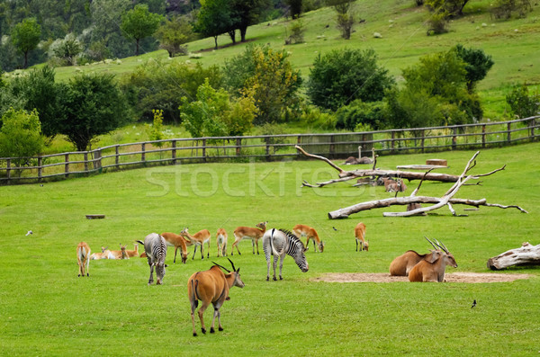 Diferit animale câmp copac natură Imagine de stoc © SRNR