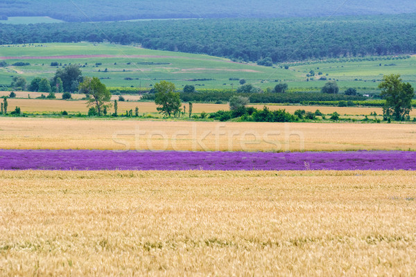 Rzeki dziedzinie lawendy charakter krajobraz pszenicy Zdjęcia stock © SRNR