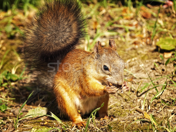 Ardilla comer naturaleza bastante cute aire libre Foto stock © SRNR