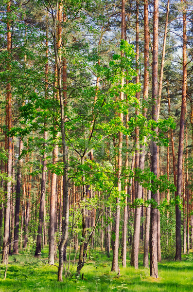 Foto stock: Floresta · pinho · decídua · árvores · ensolarado · primavera