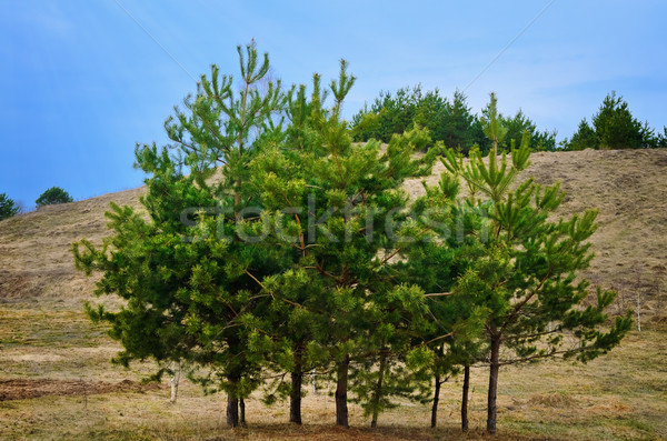 Trees Stock photo © SRNR