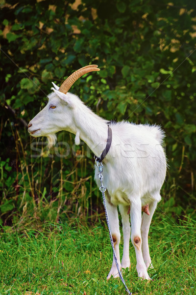Stock photo: Goat on the Leash