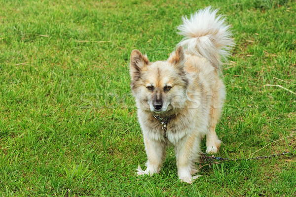 Dog on Grass Stock photo © SRNR
