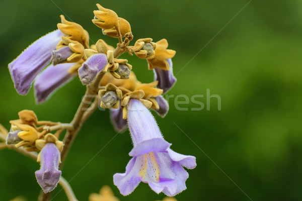 Paulownia Stock photo © SRNR