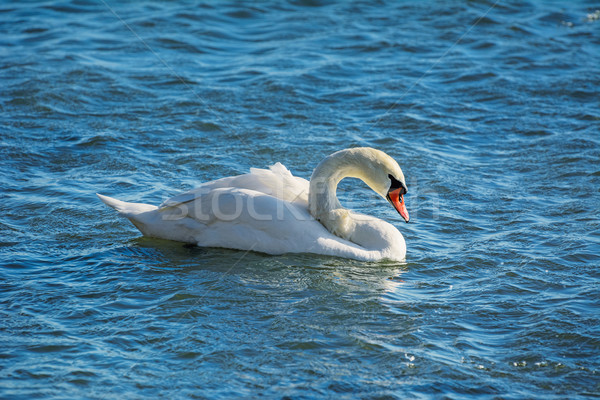 Swan Stock photo © SRNR