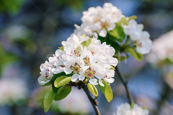 Сherry-plum Flowers Stock photo © SRNR