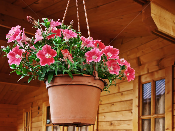 Stock photo: Flowers