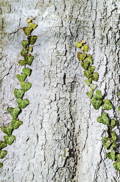 English Ivy Stock photo © SRNR