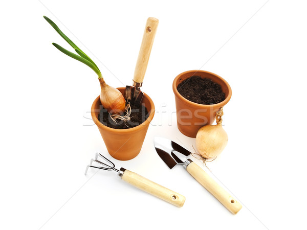 Gardening Stock photo © SRNR