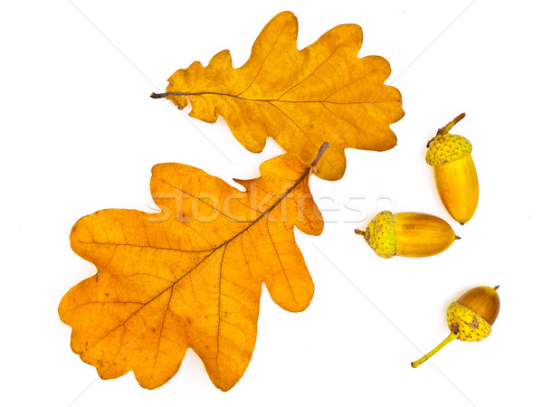 Chêne laisse deux automne jaune trois [[stock_photo]] © SRNR