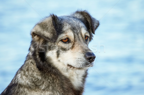 Portrait of Dog Stock photo © SRNR