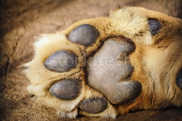 Paw of Lion Stock photo © SRNR