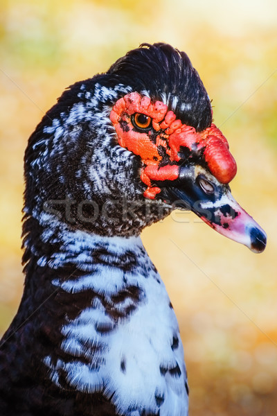 Portrait of Muscovy Duck Stock photo © SRNR