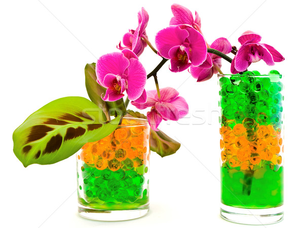 orchid and plants in glass with hydrogel Stock photo © SRNR