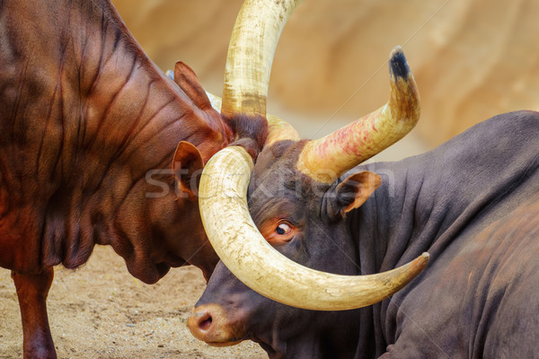 Kavga sığırlar iki popo hayvan Stok fotoğraf © SRNR