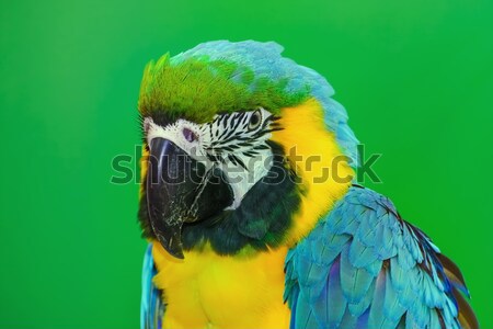 The Macaw Parrot Stock photo © SRNR