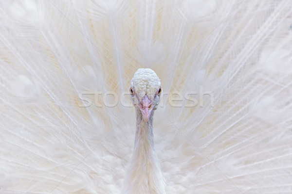 Portrait of White Peacock Stock photo © SRNR