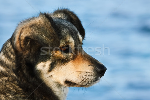 Portrait Of Dog Stock photo © SRNR