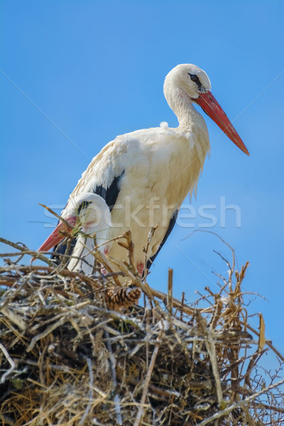 Storks in the Nest Stock photo © SRNR