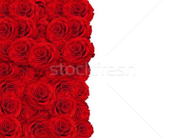 Rosas rosas vermelhas quadro branco cópia espaço amor Foto stock © SRNR