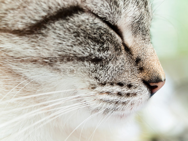 Katze Hälfte Gesicht weiß Auge aussehen Stock foto © SRNR