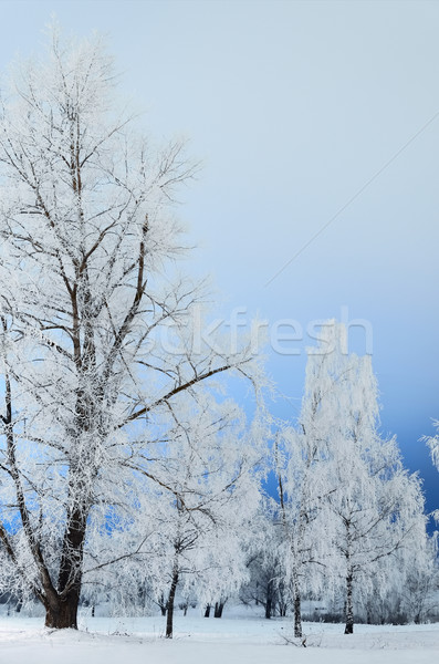 Winter Stock photo © SRNR