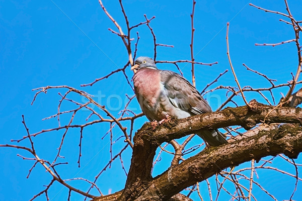 Perching on the Bough Stock photo © SRNR