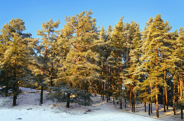 Winter Forest Stock photo © SRNR