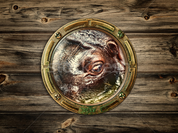 porthole with hippopotamus  Stock photo © SRNR