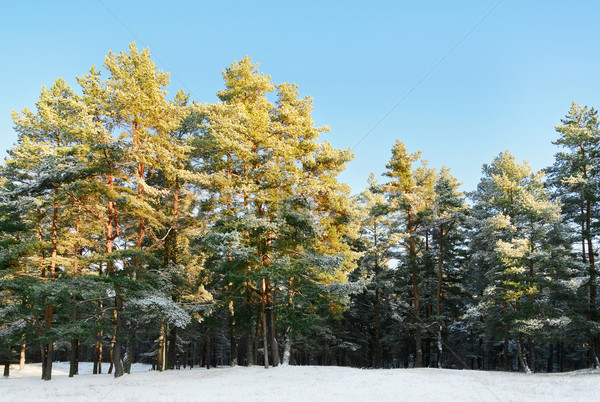 Stock photo: Pine Forest 