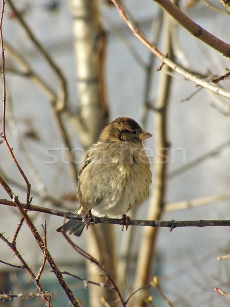 wild sparrow Stock photo © SRNR
